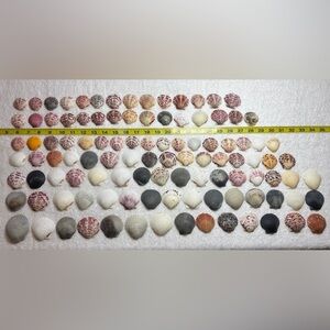 110 - Sanibel Island Scallop Seashell Collection.  Great for crafters.
